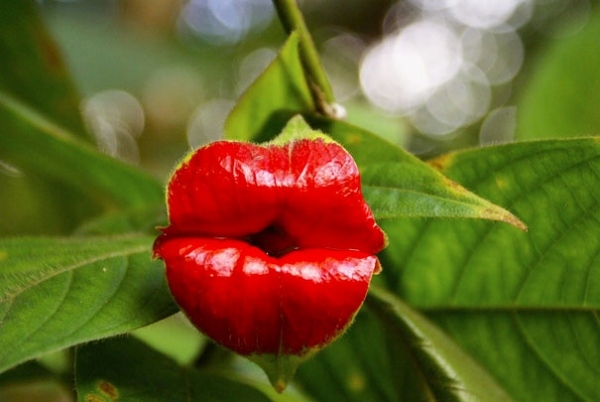 kyss-läppar-form-orkidé-konst-pareidolia-21