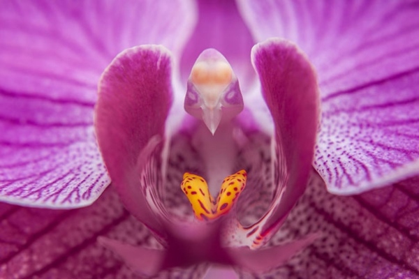 a-duva-blommor-nyckfulla-orkidéer-pareidolia-10