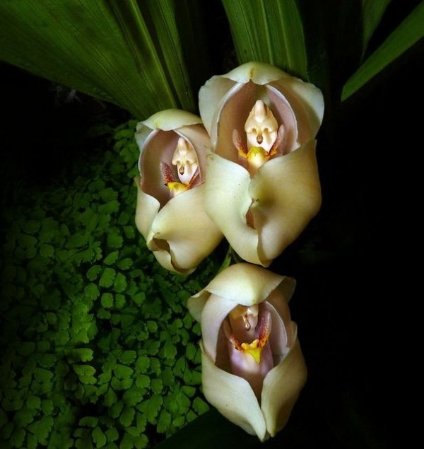 blommor-liknande-apor-orkidéer-pareidolia-3