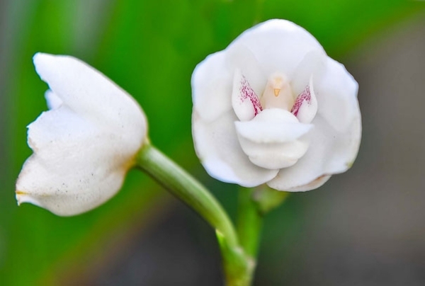 vit-orkidé-liknande-apa-form-pareidolia-12