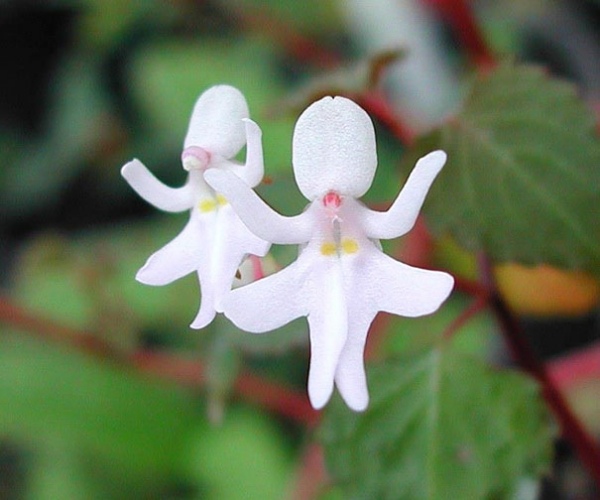 vit-människa-form-idé-orkidéer-pareidolia-35