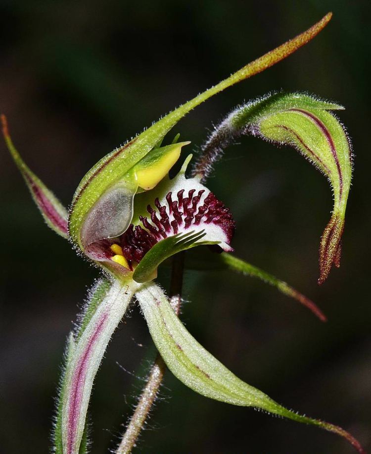 orkidéer och blommor spindlar arachnorchis parva nubs naturväxter