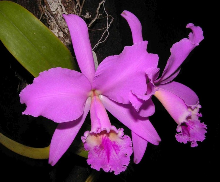 orkidéer och cattleya blommor lila färg trumpet blomma