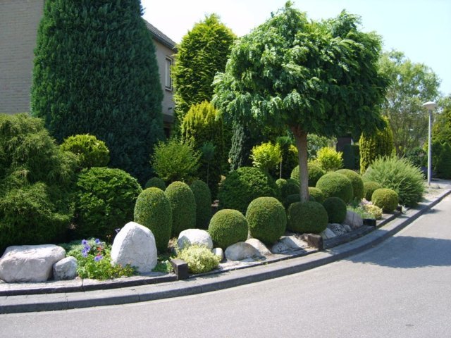 Trädgård design buxbom träd sten trädgård visuellt åtskilda
