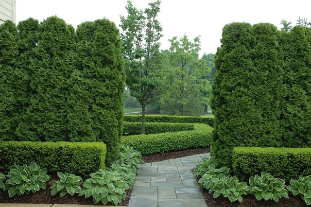 Skapa en engelsk trädgård. Boxwood odlar integritetsskydd