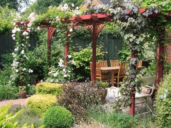 Klättring växter rosor trädgård design sekretess skärm
