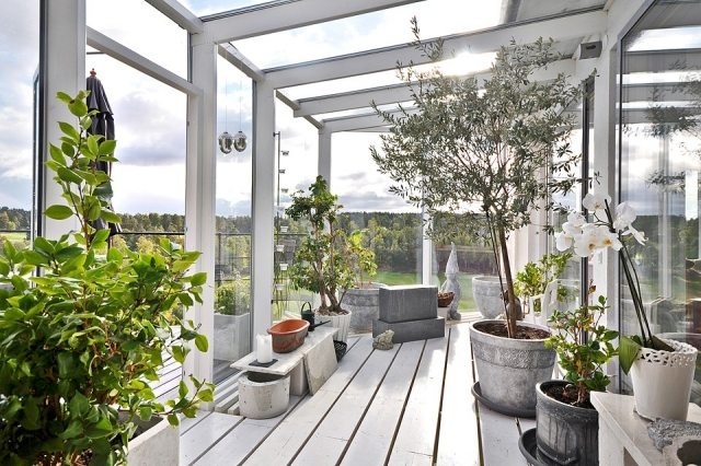 vinterträdgård-design-idéer-växter-olivträd-orkidéer-skandinavisk stil