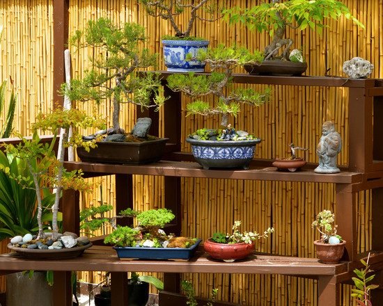 Japansk stil trädgård lägga ut hyllor bonsai