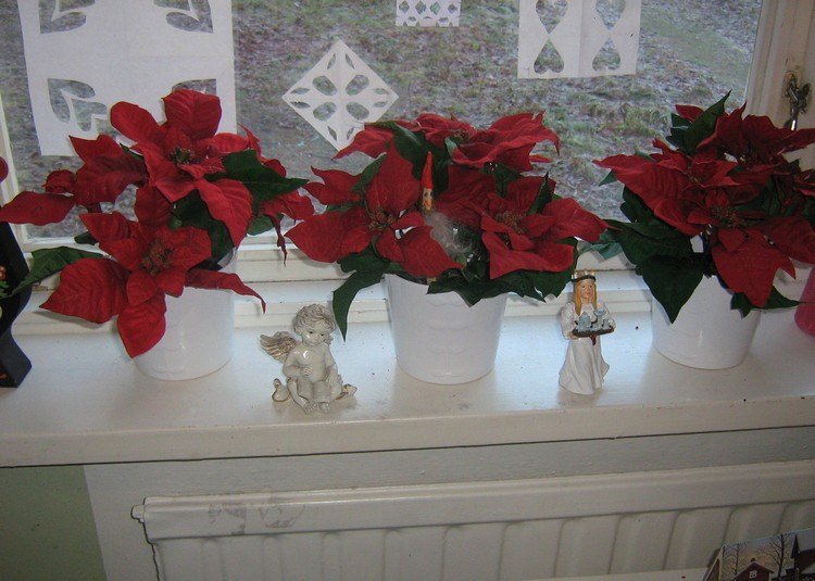 fönsterbrädan-dekoration-inuti-jul-röda-julstjärnor-växter-vita krukor