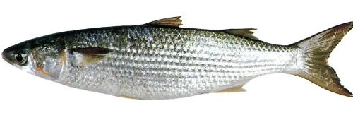 Γλυκό νερό Fish List Flathead Grey Mullet