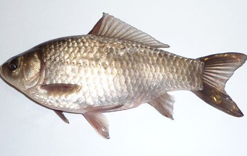 Τύποι ψαριών στην Ινδία Κοινός κυπρίνος