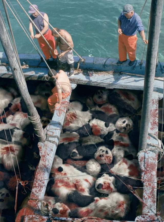 som-en-tonfisk-försvinner-djur-arter
