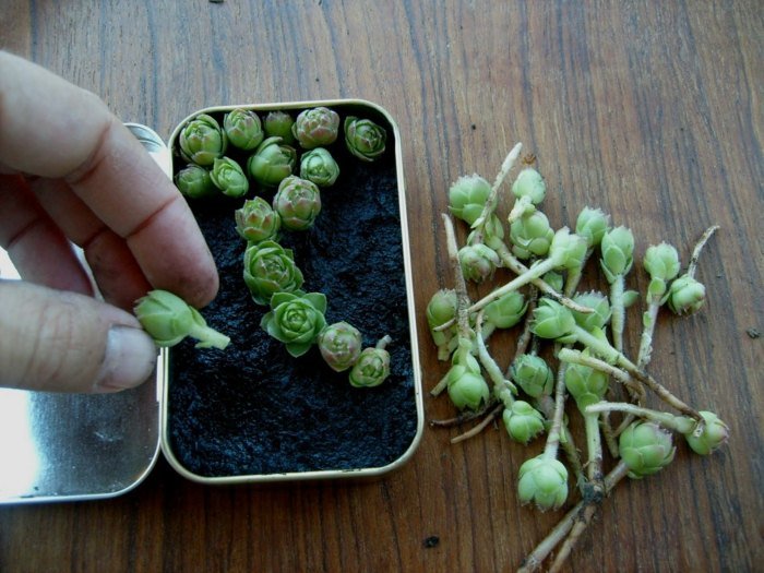metall låda växter blomkruka idéer succulenter