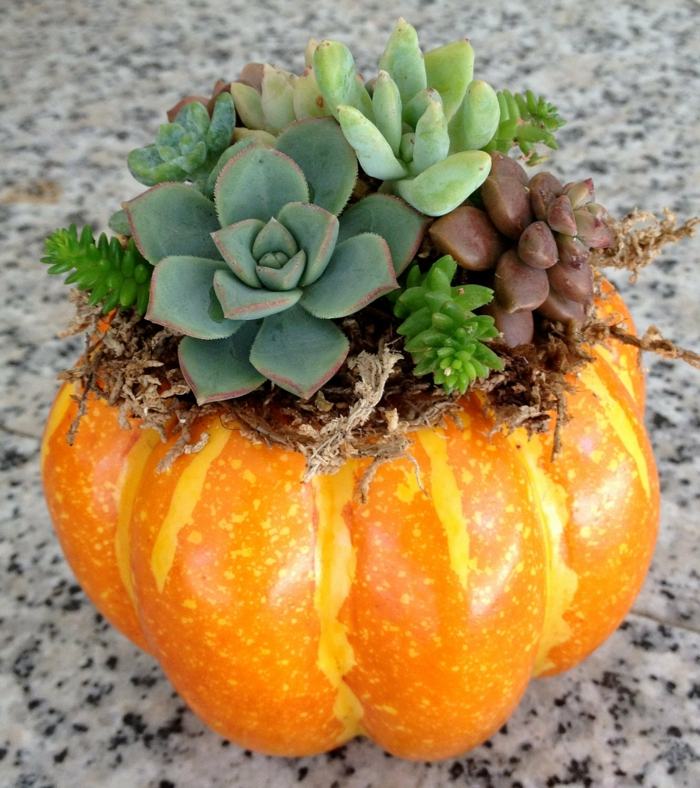 Pumpa saftiga växter Blomkruka Halloween dekorationsträdgård