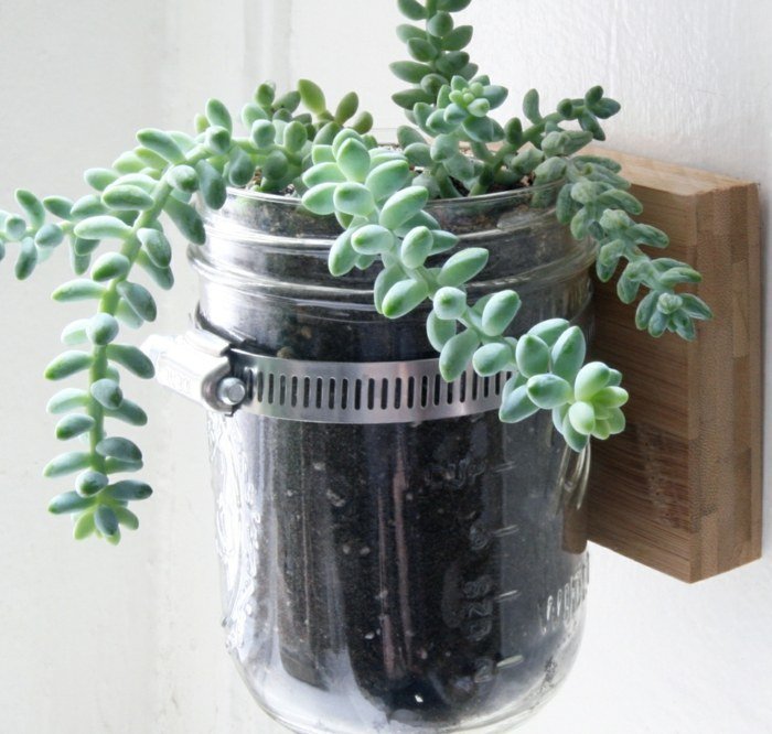 saftiga växter mason jar trädgård blomkruka idéer vägg