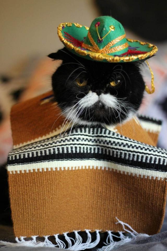 rolig-kostymer-katt poncho mexikansk hatt