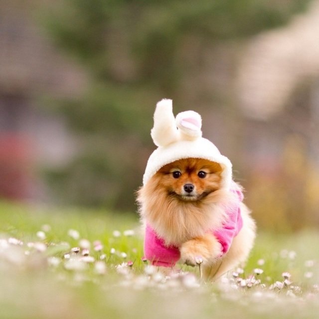 kostym spitz hund kanin öron rolig-idé-karneval
