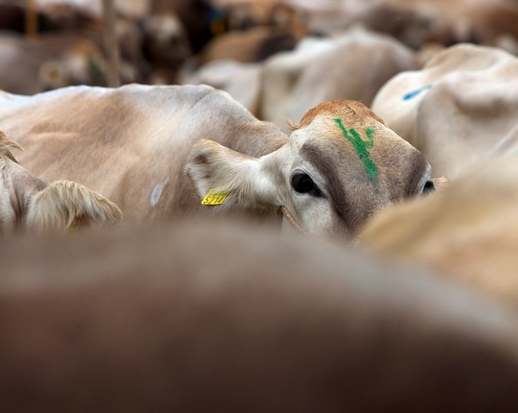 Alternativ till kohud efterfrågas alltmer
