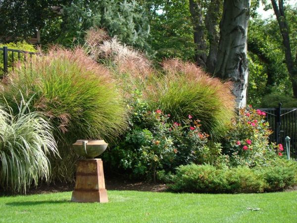 Gör en fontän gräsmatta i en stor trädgård