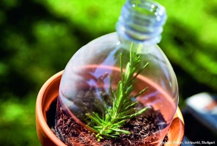 Litet DIY växthus tillverkat av en tom PET -flaska