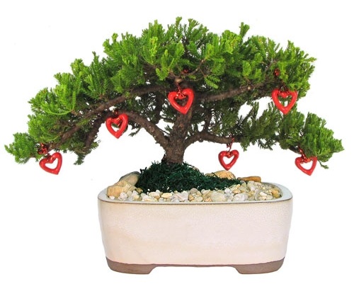 Δώρο Juniper Bonsai