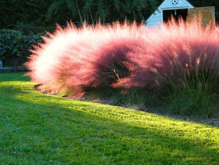 trädgårdsdesign-prydnadsgräs-sekretess-skärm-rosa-hårgräs