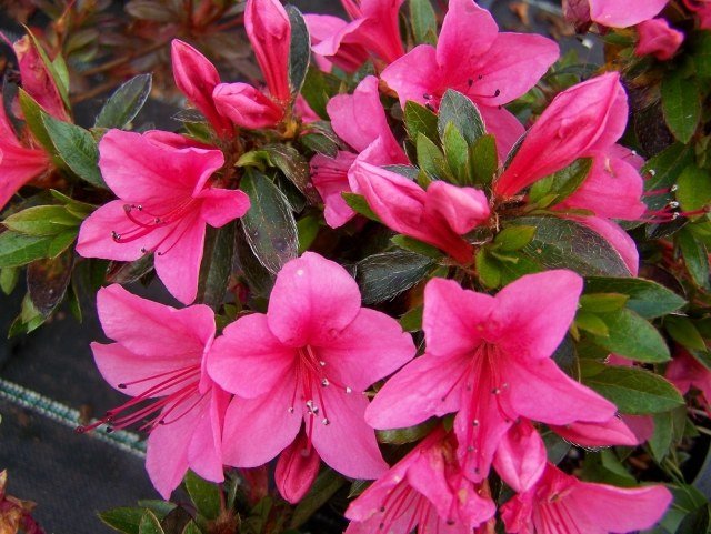 blommande husväxter arter Azalea nakaharae Rosa