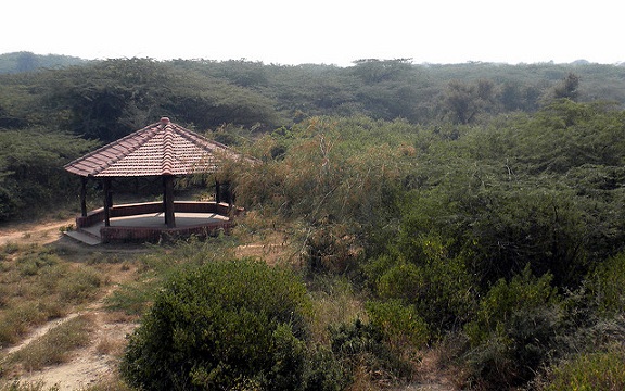 puistot-in-gurgaon-asola-bhatti-wildlife-sanctuary