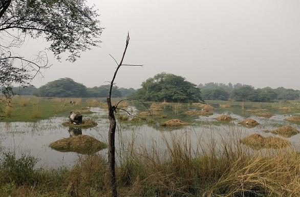 puistot gurgaonissa