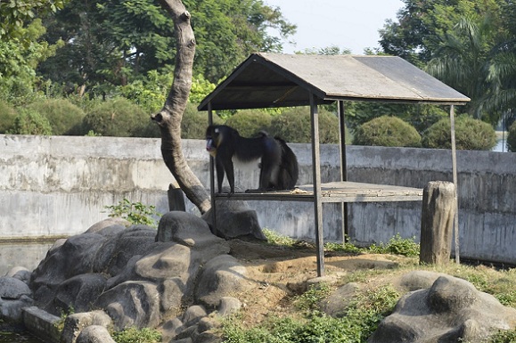park-in-jamshedpur-tata-steel-zoological-park