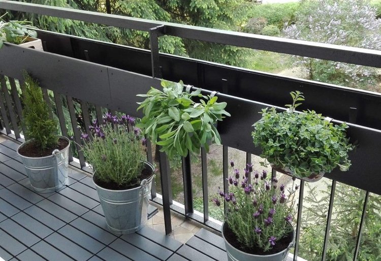 Lavendel i badkar på balkongen och salvia i fönsterlådor mot mygg