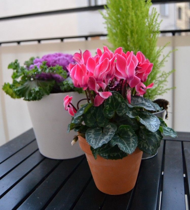Höstväxter rosa-cyklamen-kål-balkong-blomkrukor