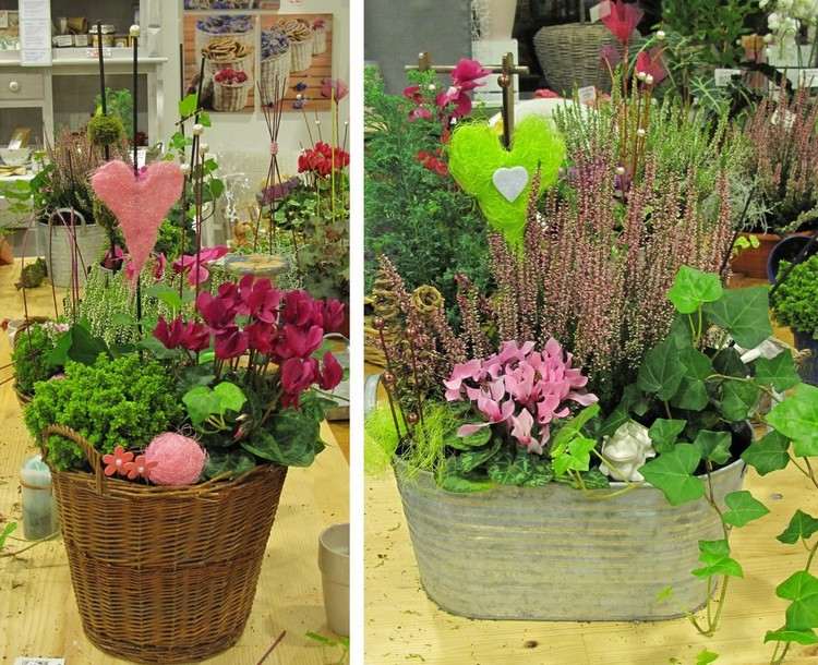 höst-växter-arrangera-blom-lådor-cyklamen-ljung-murgröna