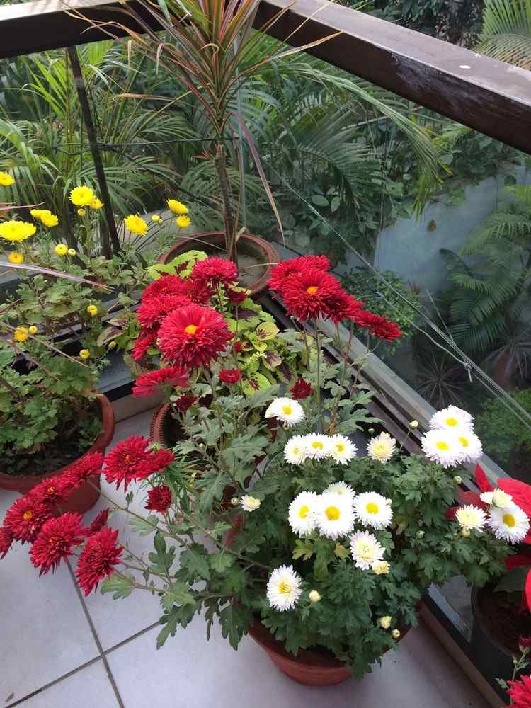höst-växter-krysantemum-balkong-röd-gul-vit