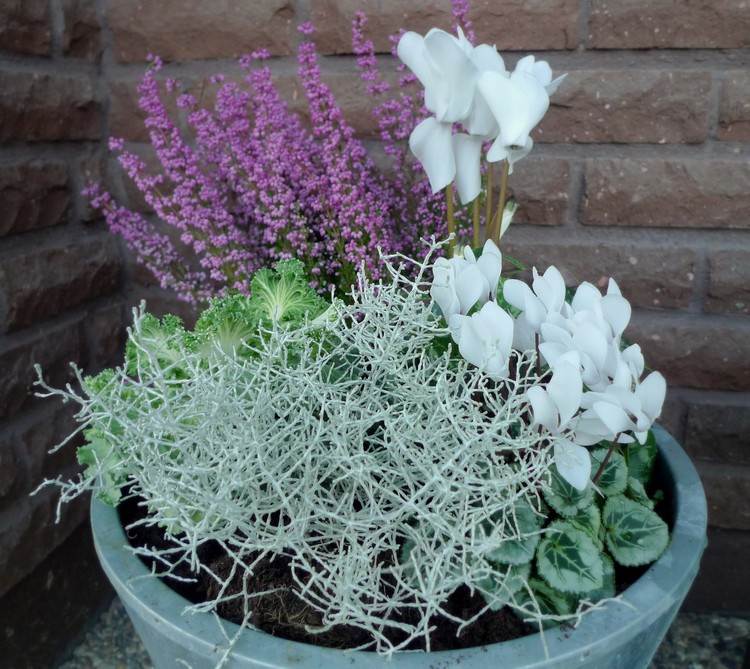 höst-växter-vit-cyklamen-ljung-silver-tråd-växt