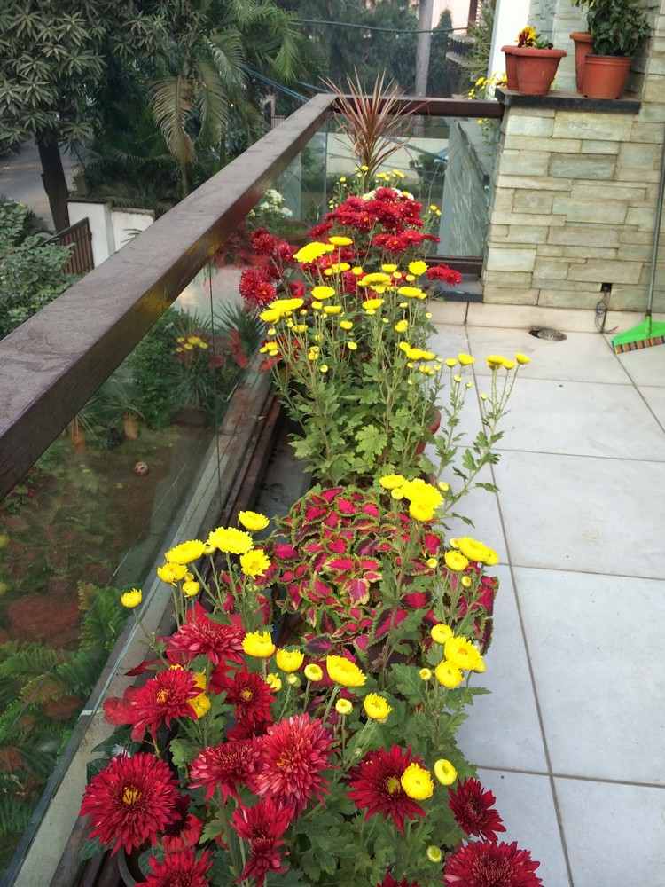 höst-växter-balkong-krysantemum-röd-gul