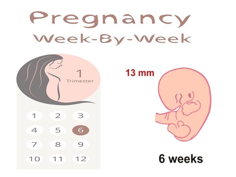 6 εβδομάδων έγκυος