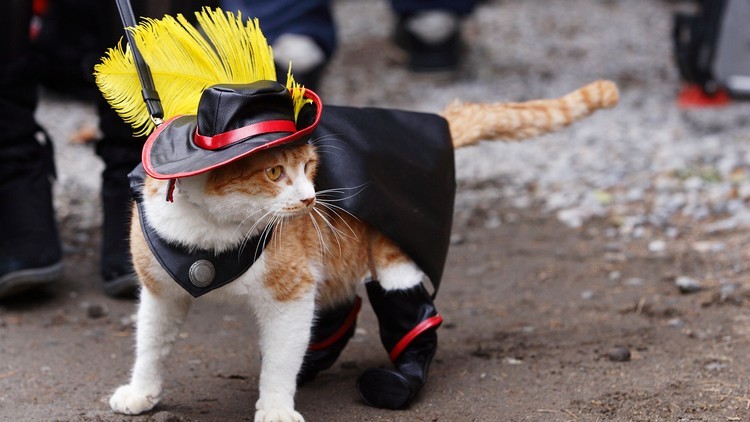 idéer-karneval-kostymer-djur-roliga-puss-i-stövlar