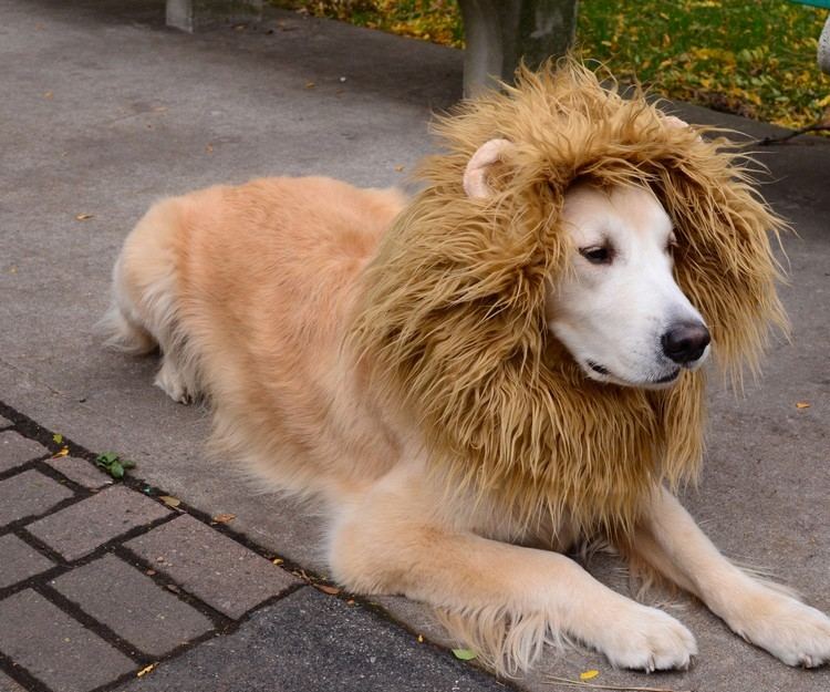 idéer-karneval-kostymer-djur-roliga-golden-retriever-lejon