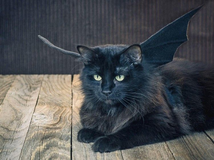 idéer-karneval-kostymer-djur-roliga-svart-katt-fladdermus