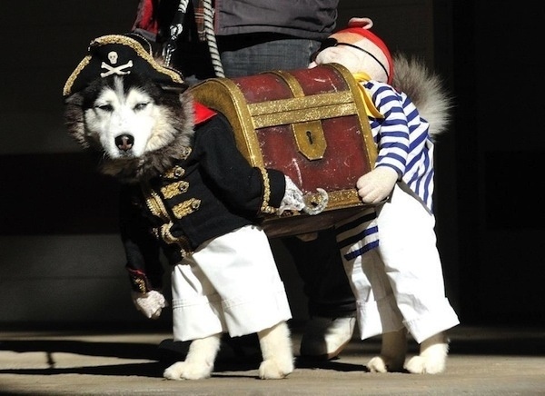 Karnevalidéer-original hundförklädnad piratlådeskattdräkt