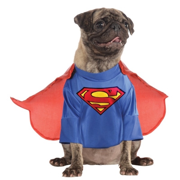 Mops hund karneval kostymer idéer-husdjur superman-karneval