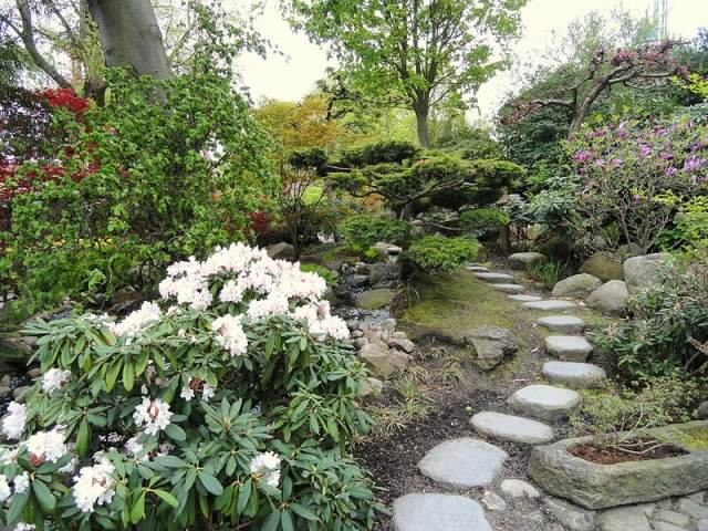 japansk trädgård träningsstenar trottoar rhododendron vit