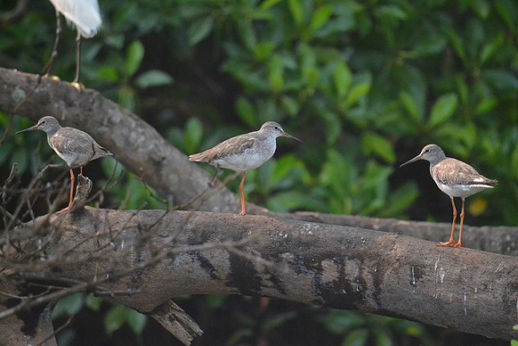 Το καταφύγιο πτηνών Salim Ali