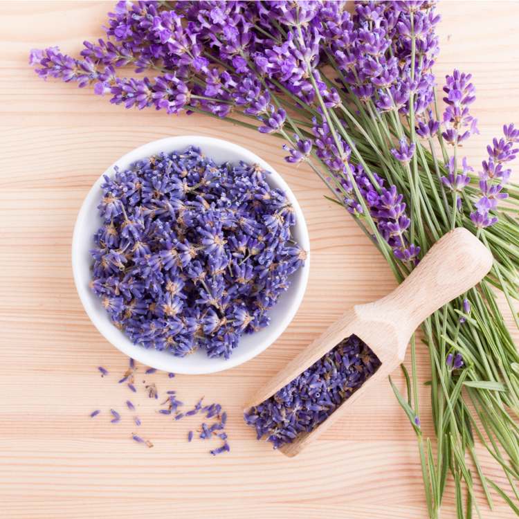 örter medicinska växter lavendel