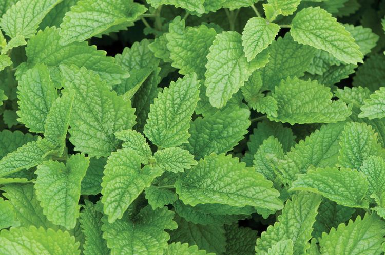 örter medicinska växter citronmeliss