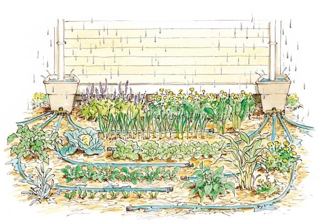 tips trädgård bevattning regnvatten uppsamlingssystem bevattna grönsaker