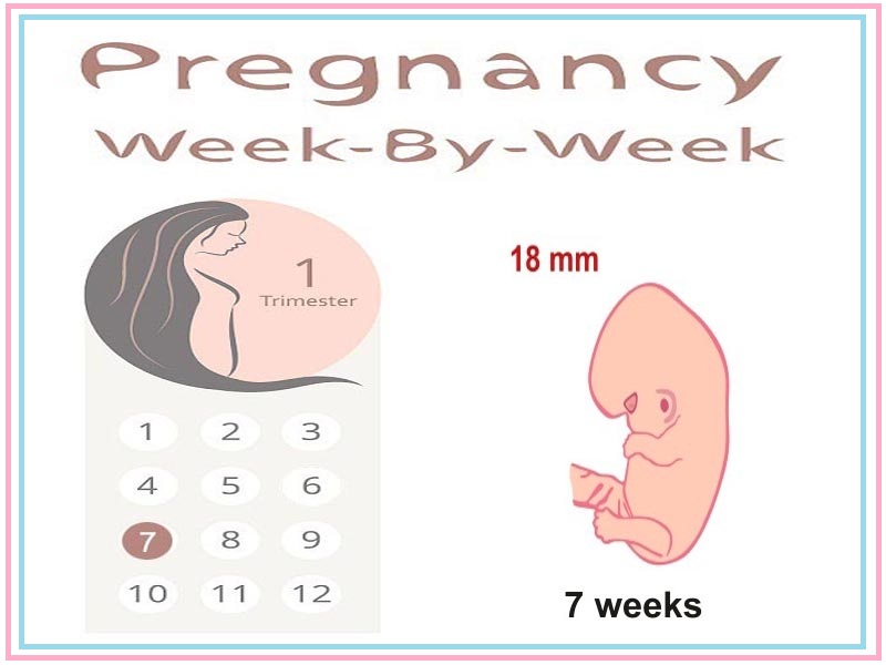 7 εβδομάδων έγκυος