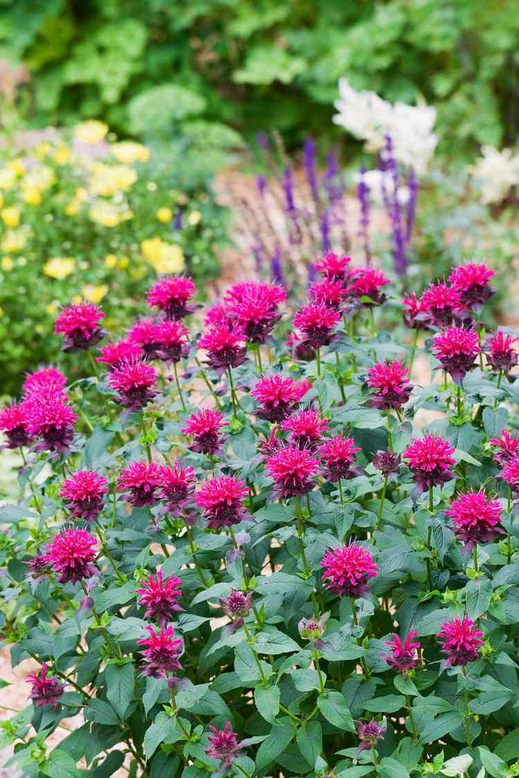 blommande örter trädgårdsbalsam intensiv färg