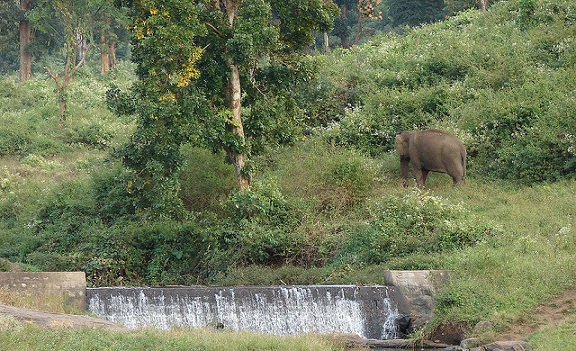 πάρκα-στο-κοϊμπατόρε-ιντίρα-γκάντι-άγρια ​​ζωή-ιερό-και-εθνικό πάρκο